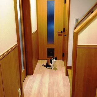 建具は、Sさんの前職で仕事仲間だった建築家へ製作を依頼。下部に猫用のドアを設けた。「亀も通りたがるので、もう少し大きくすれば良かったかもしれません。上部のスリットとサイズを揃えることで、デザイン性にも配慮している。