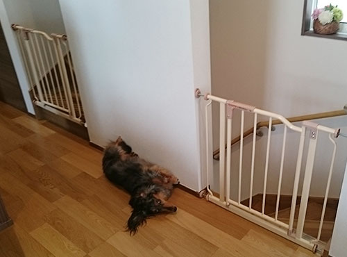 愛犬が落下しないよう、リビング階段には柵を設置。「少しの間、目を離しても安心です」