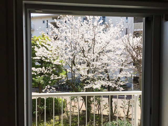 毎年春になると、LDKから満開の桜を眺めることができる。「購入してから気付きました。家の中から桜を鑑賞できてラッキーですね」