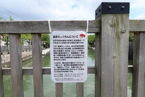 金魚ちょうちんと江戸川区の金魚についての説明