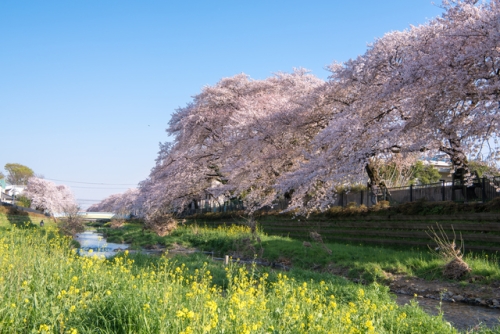 調布市野川の桜
