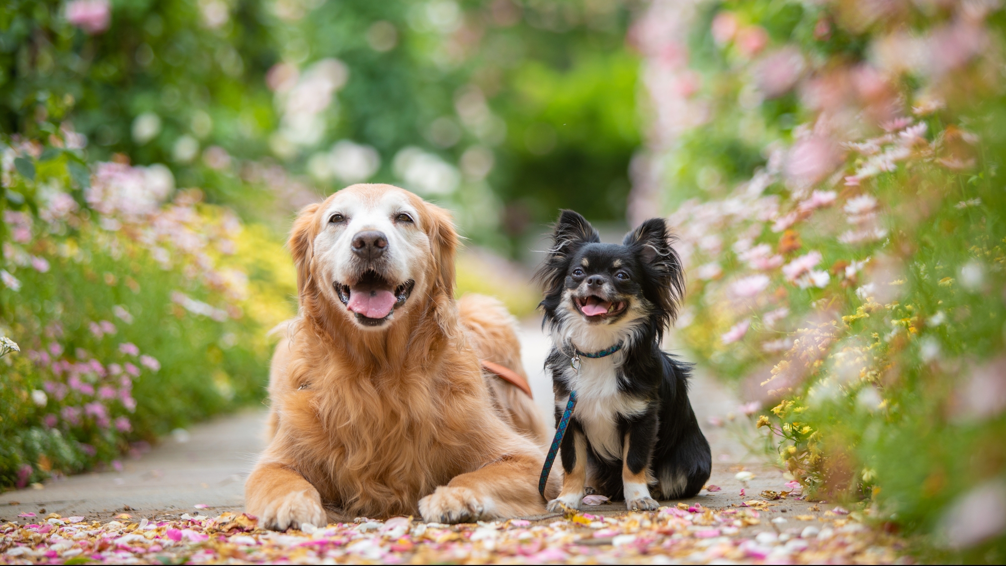 犬を飼うのにかかる費用