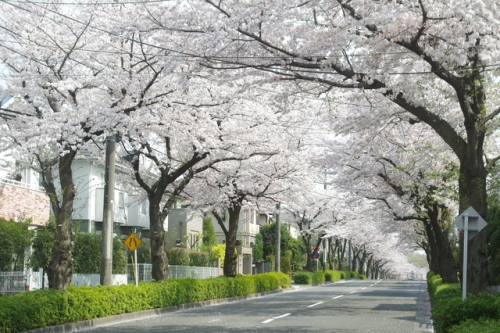 東玉川学園の住宅街の桜並木