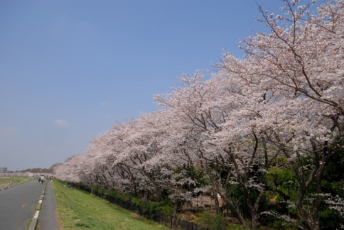 多摩川沿いの桜並木
